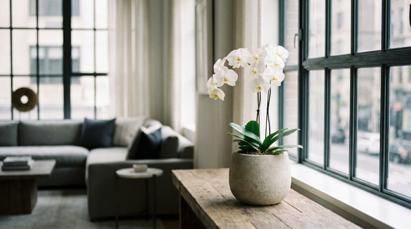 Best Orchid Delivery in NYC: A Specialist's Guide