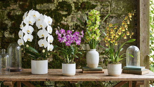 Types of Orchids: A Florist's Guide to the Best Varieties