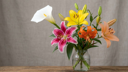Color study of lily varieties — TJ Flowers NYC