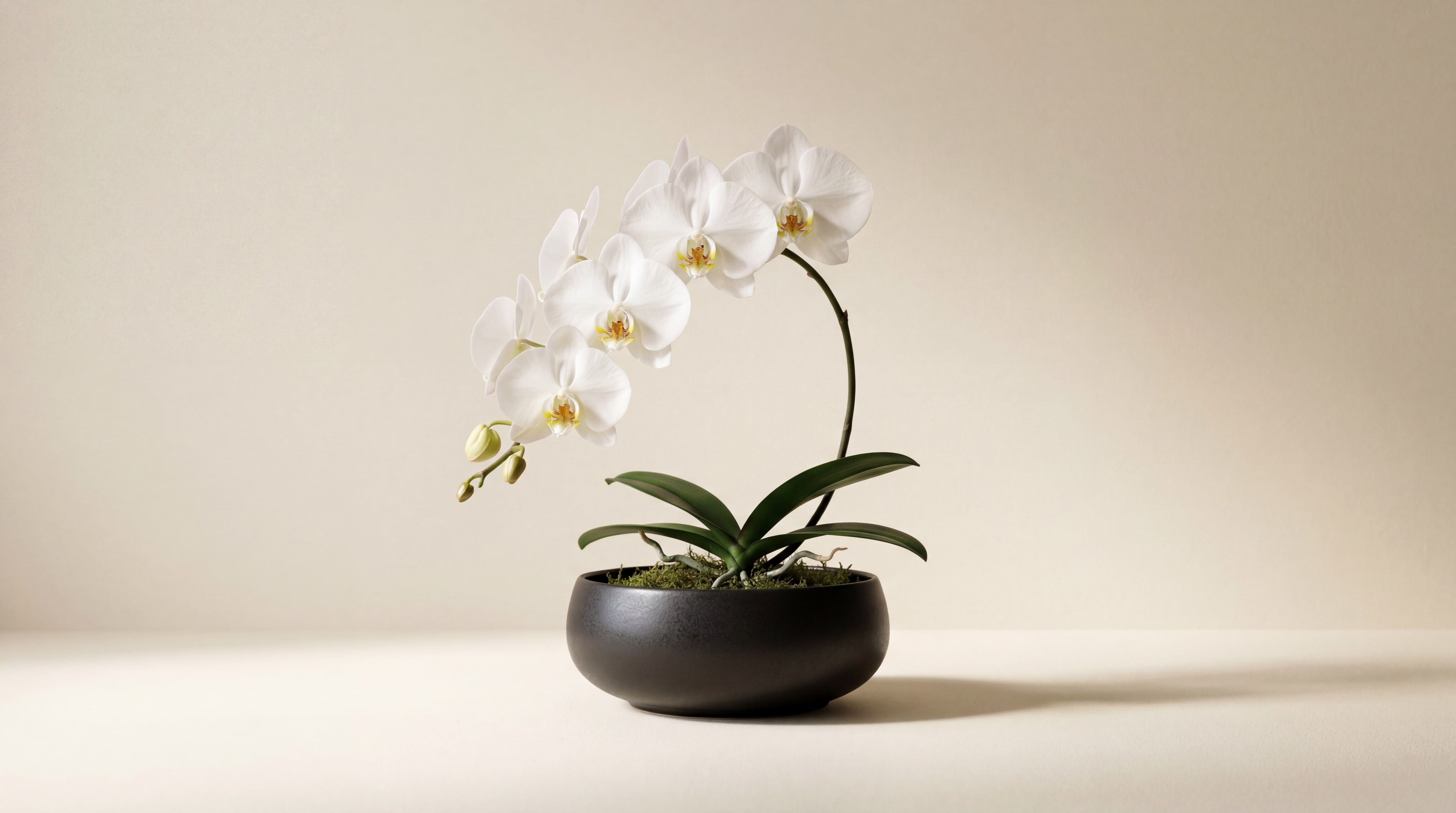 Orchid Delivery NYC — 66+ Varieties | TJ Flowers Manhattan