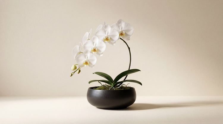 Elegant white Phalaenopsis orchid in a black ceramic pot by TJ Flowers NYC