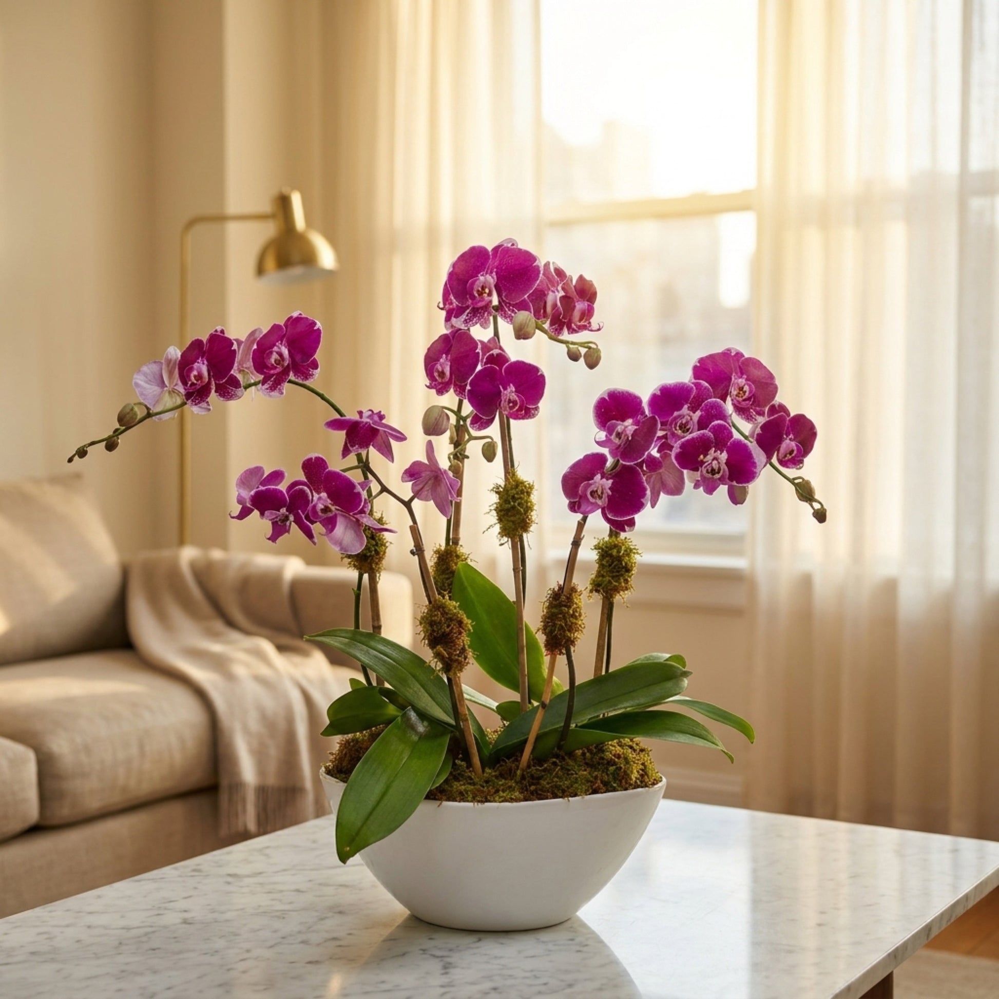 Vibrant fuchsia orchid plant in a white ceramic bowl, perfect for home or office decor. - TJ Flowers NYC