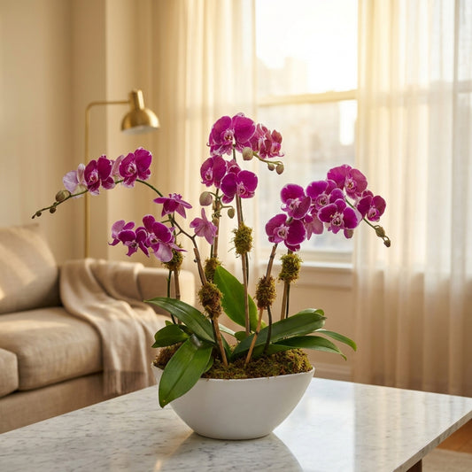 Vibrant fuchsia orchid plant in a white ceramic bowl, perfect for home or office decor. - TJ Flowers NYC