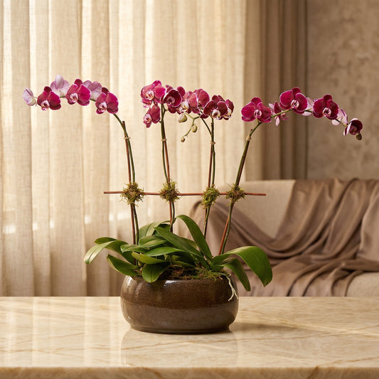 Deep purple phalaenopsis orchid plant in a brown ceramic pot on a marble table - TJ Flowers NYC