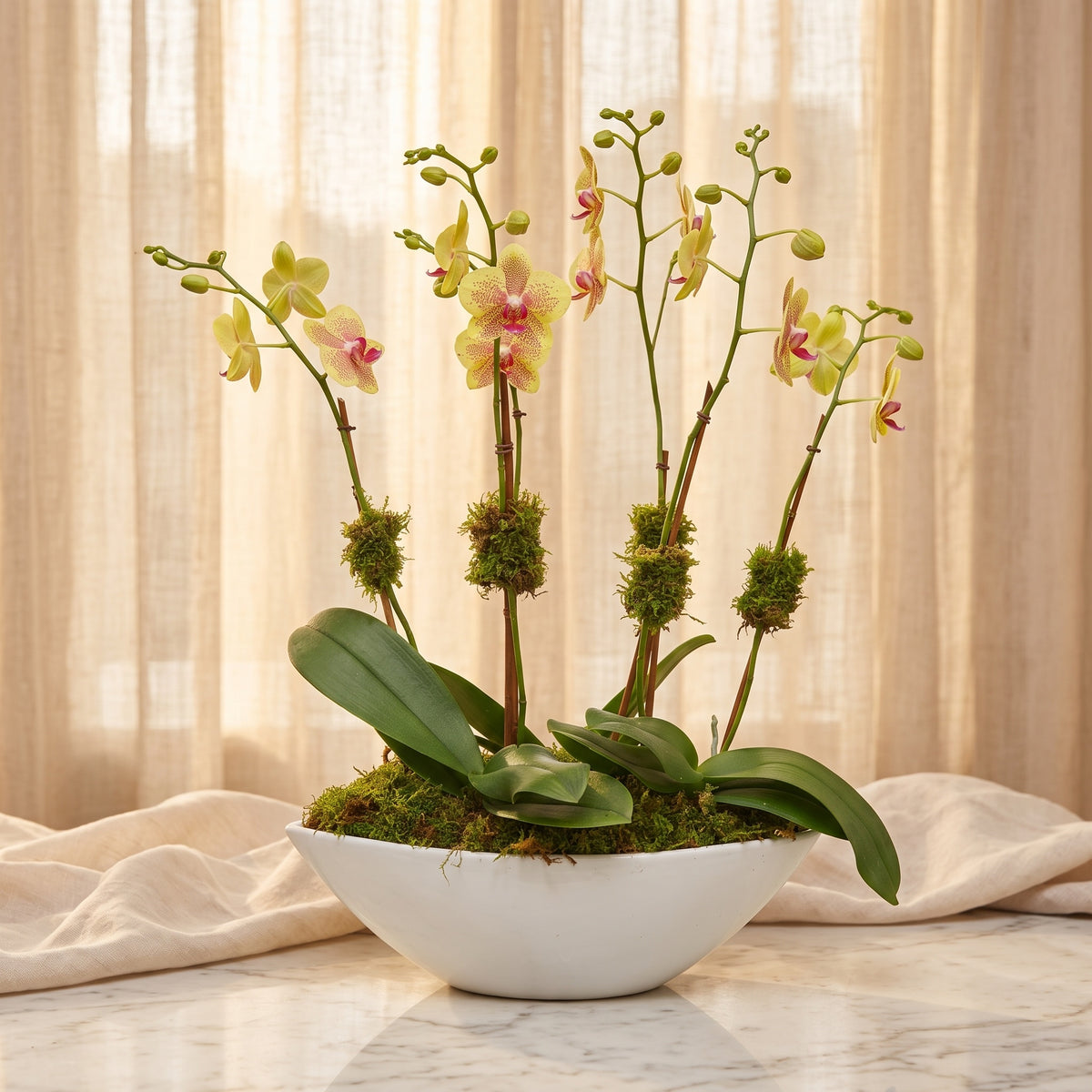 Four yellow phalaenopsis orchid plants with ruby-speckled blooms in a white boat-shaped ceramic bowl with moss - TJ Flowers NYC