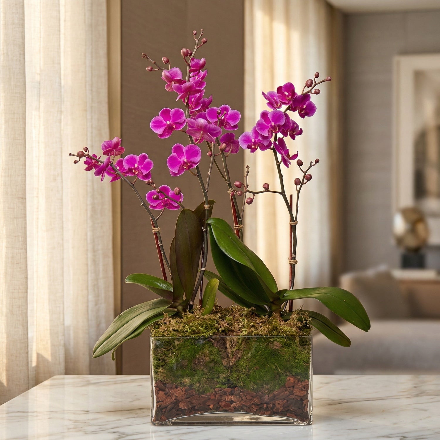 Vibrant magenta phalaenopsis orchid plant in a modern glass rectangle vase with moss and bark - TJ Flowers NYC