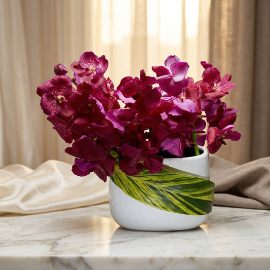 Vibrant magenta Vanda orchids in a white pot with a variegated leaf wrap on a marble table. - TJ Flowers NYC