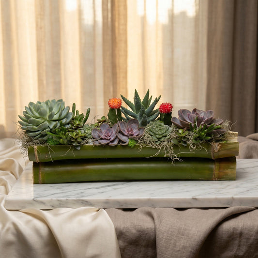 Succulent and cactus garden in a bamboo planter with moss - TJ Flowers NYC