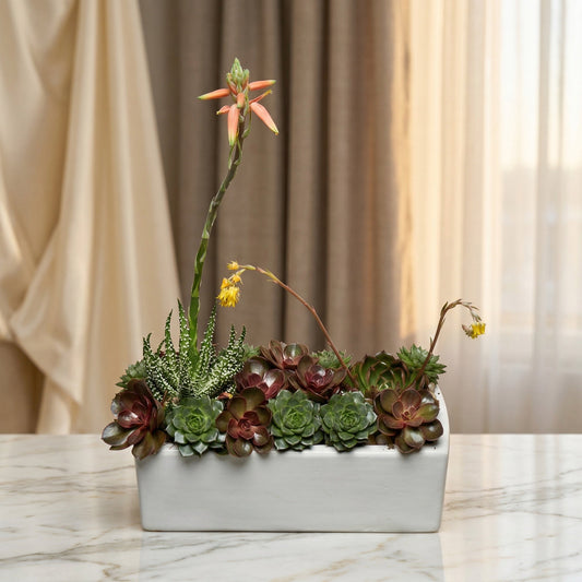 Mixed green and burgundy succulent arrangement in a white rectangular planter - TJ Flowers NYC