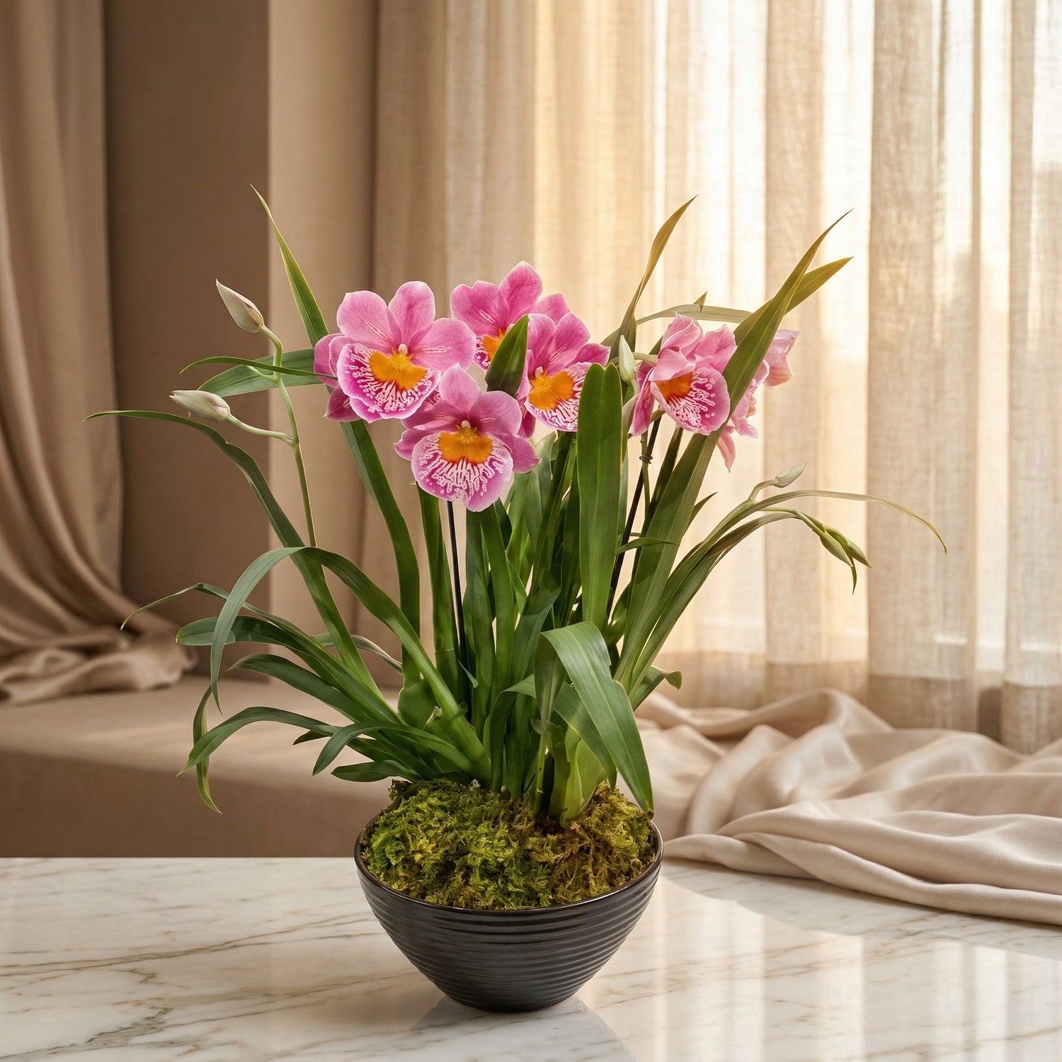 Potted pink Miltoniopsis orchids with yellow centers in a black ribbed bowl with moss - TJ Flowers NYC