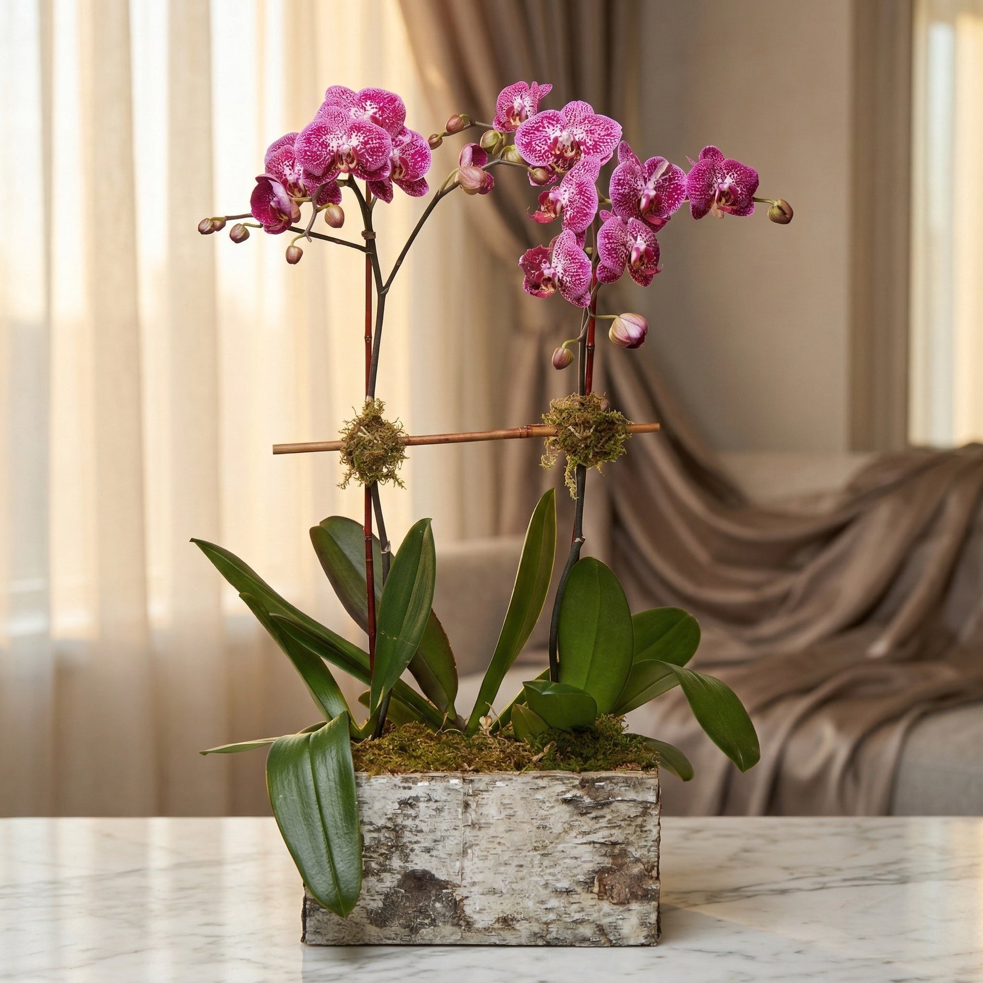 Potted magenta spotted phalaenopsis orchids in a rustic birch bark planter - TJ Flowers NYC