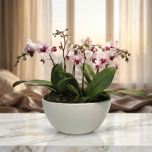 Potted light pink and purple phalaenopsis orchid plant in a white ceramic bowl - TJ Flowers NYC