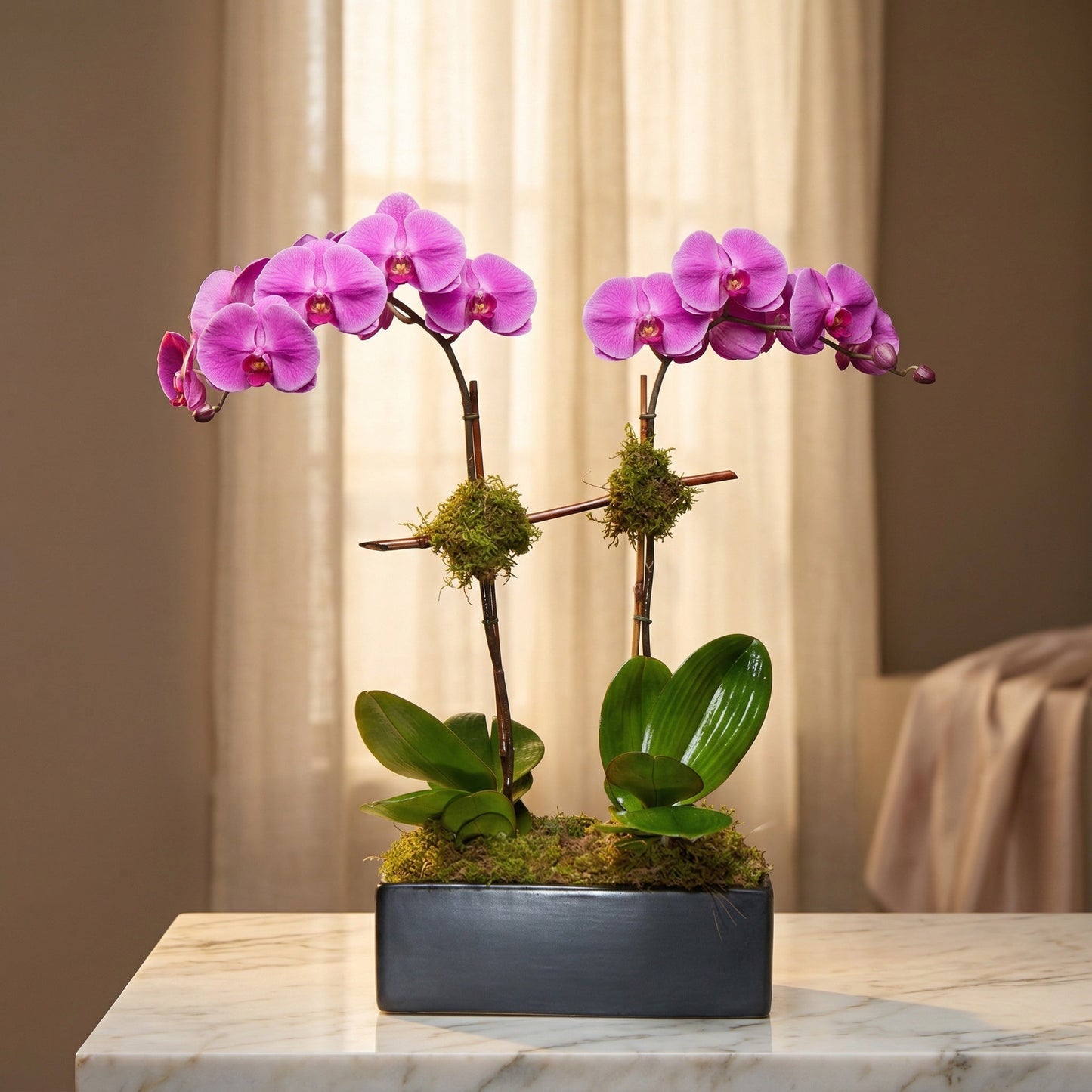 Two stems of vibrant purple phalaenopsis orchids in a sleek black rectangular planter with moss - TJ Flowers NYC