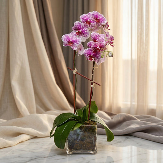 Potted pink and white spotted phalaenopsis orchid in a square glass vase - TJ Flowers NYC