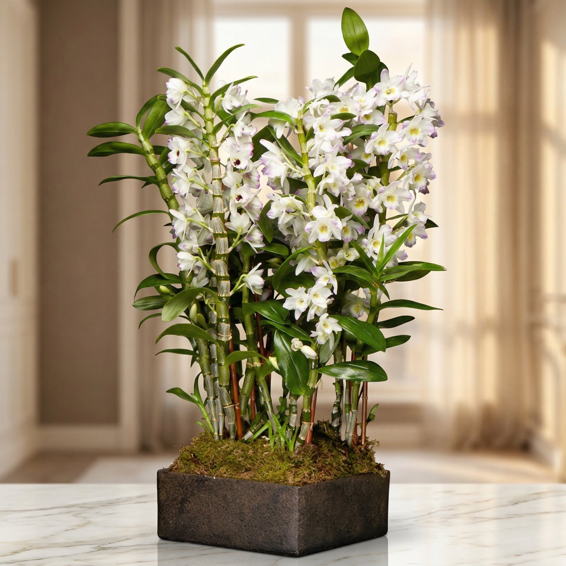White and purple dendrobium orchid plant in a square dark stone planter with moss - TJ Flowers NYC