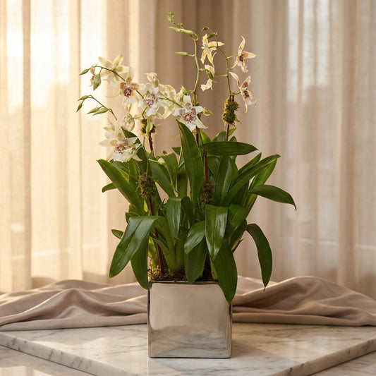 White and purple spotted orchid plant in a square silver vase - TJ Flowers NYC