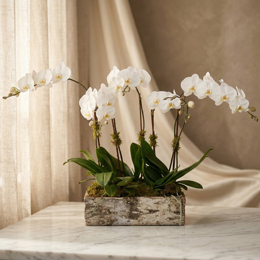 Elegant white phalaenopsis orchids in a rustic birch bark planter on a marble table - TJ Flowers NYC