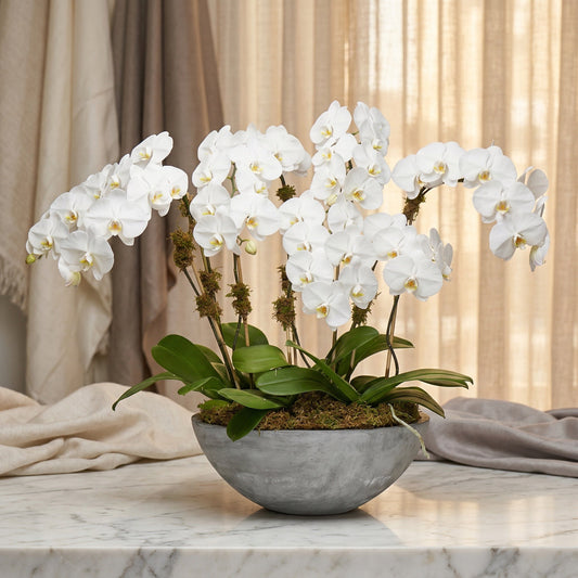Large white phalaenopsis orchid arrangement in a grey concrete bowl - TJ Flowers NYC