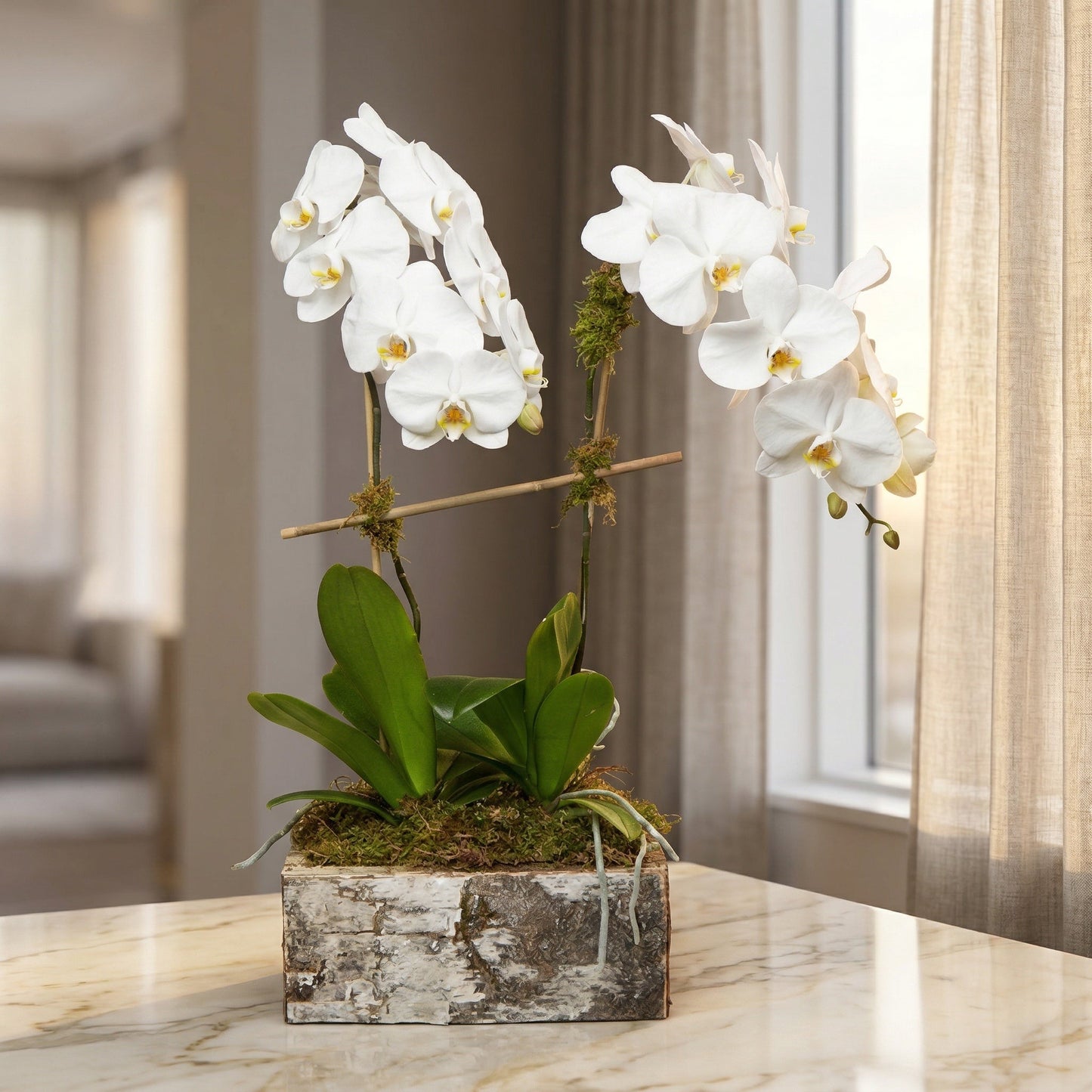 Two white phalaenopsis orchid plants in a rustic birch bark planter with moss - TJ Flowers NYC