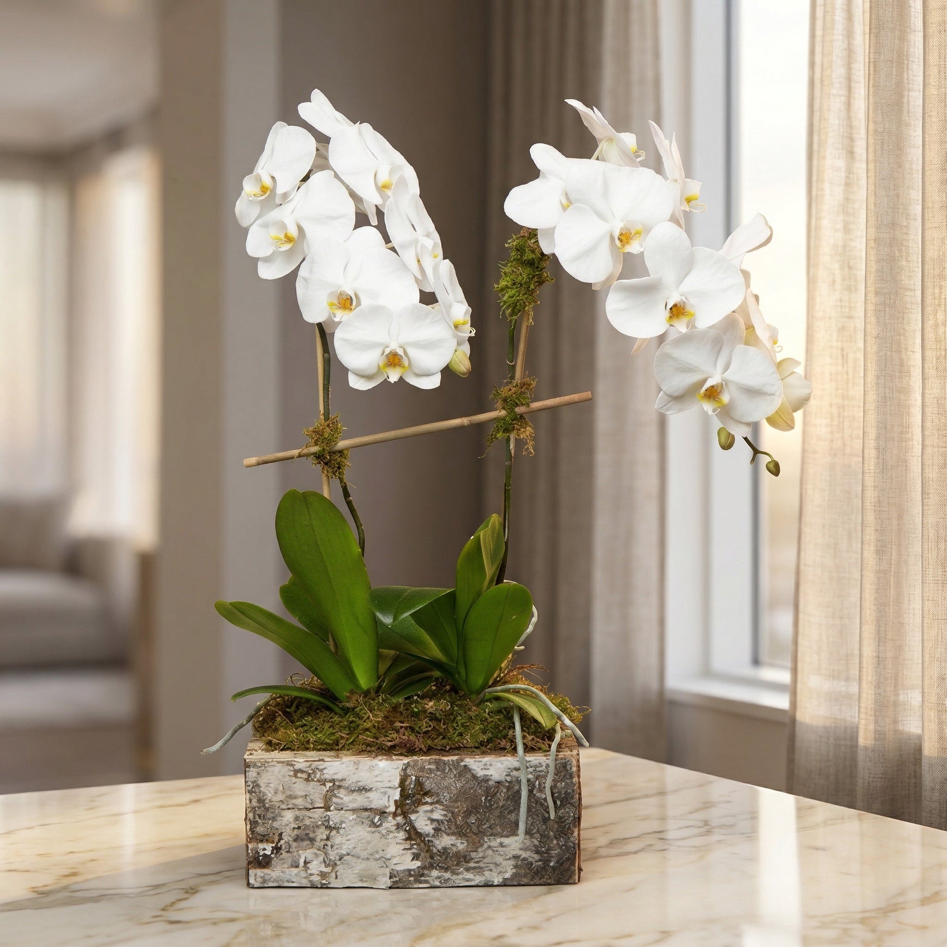 Two white phalaenopsis orchid plants in a rustic birch bark planter with moss - TJ Flowers NYC