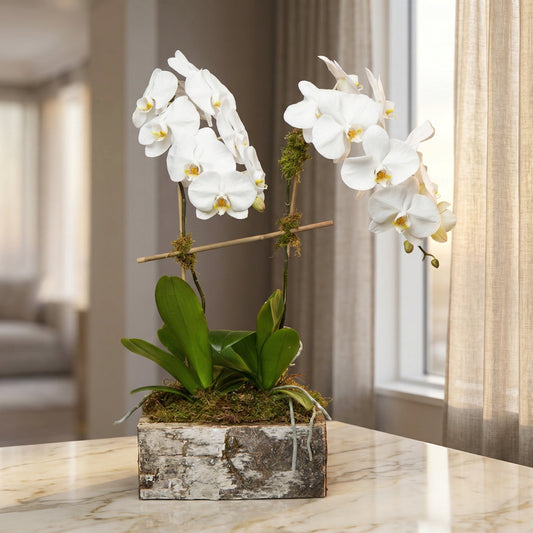 Two white phalaenopsis orchid plants in a rustic birch bark planter with moss - TJ Flowers NYC