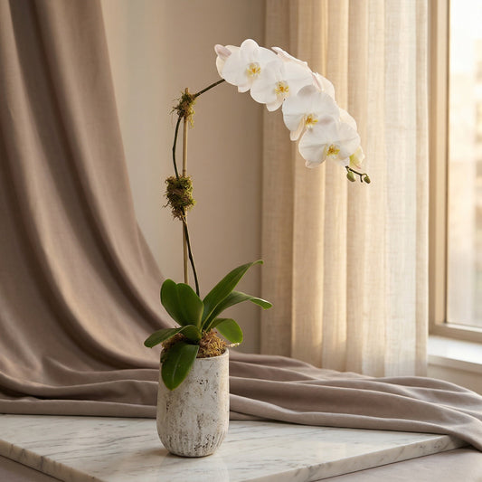 Single stem white phalaenopsis orchid in a textured ceramic pot on a marble surface - TJ Flowers NYC