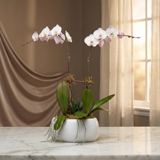 Two white phalaenopsis orchid stems in a white ceramic pot with a succulent - TJ Flowers NYC