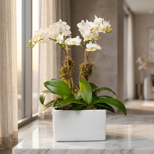 White phalaenopsis orchid plant in a modern white rectangular ceramic pot - TJ Flowers NYC