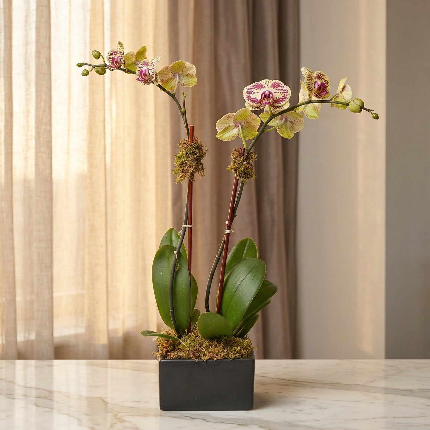 Potted yellow and purple spotted phalaenopsis orchid in a black square planter - TJ Flowers NYC