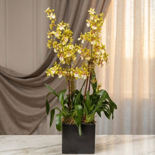 Yellow and white Oncidium orchid plant in a black square pot - TJ Flowers NYC