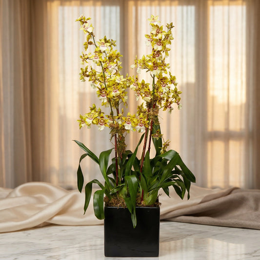 Yellow and burgundy Oncidium orchid plant in a black square pot - TJ Flowers NYC