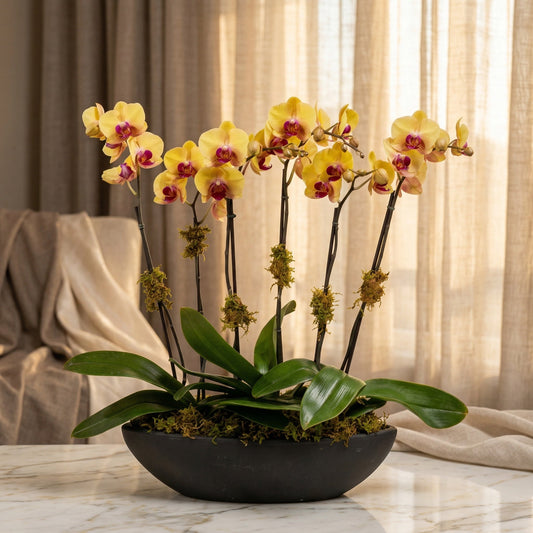Yellow phalaenopsis orchids with purple centers in a black bowl planter - TJ Flowers NYC