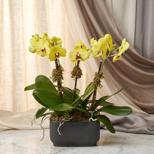 Yellow phalaenopsis orchid plant in a modern black rectangular pot - TJ Flowers NYC