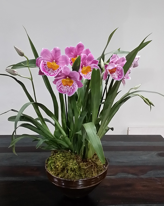 Tjflowers 0251