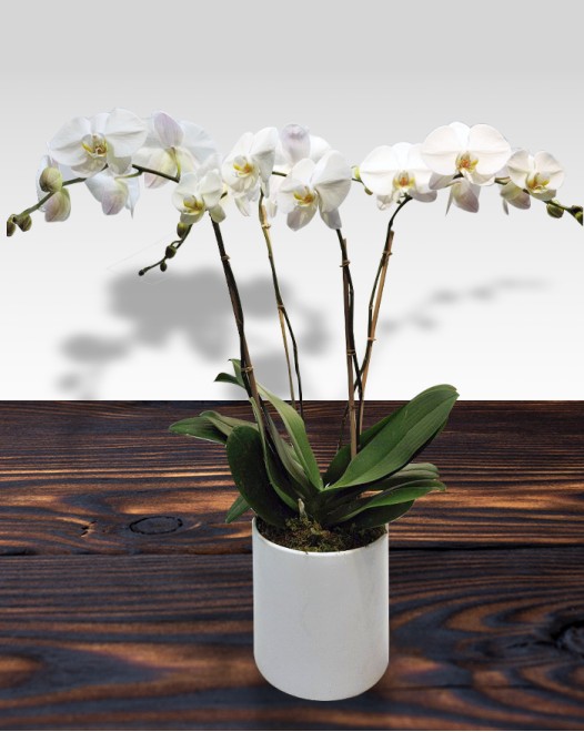 TJflowers_Orchid 002