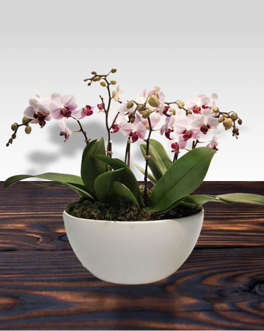 TJflowers_Orchid 003