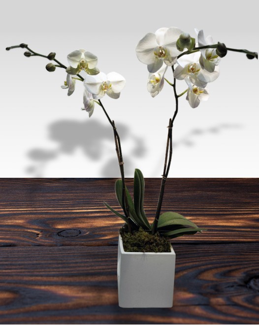 TJflowers_Orchid 005