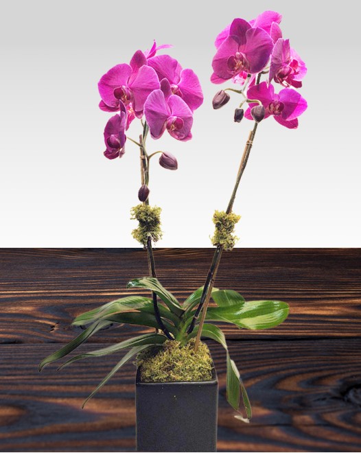 TJflowers_Orchid 006