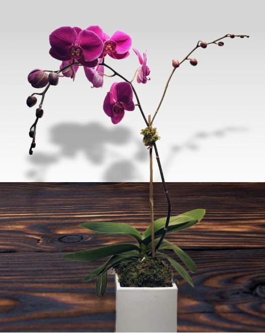 TJflowers_Orchid 007