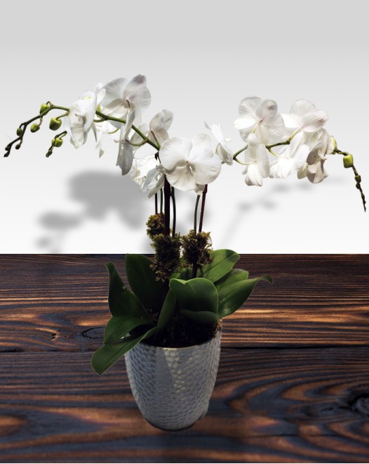 TJflowers_Orchid 008