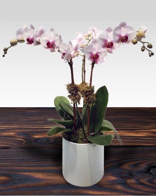 TJflowers_Orchid 009